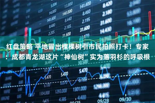 红盘策略 平地冒出棵棵树引市民拍照打卡！专家：成都青龙湖这片“神仙树”实为落羽杉的呼吸根